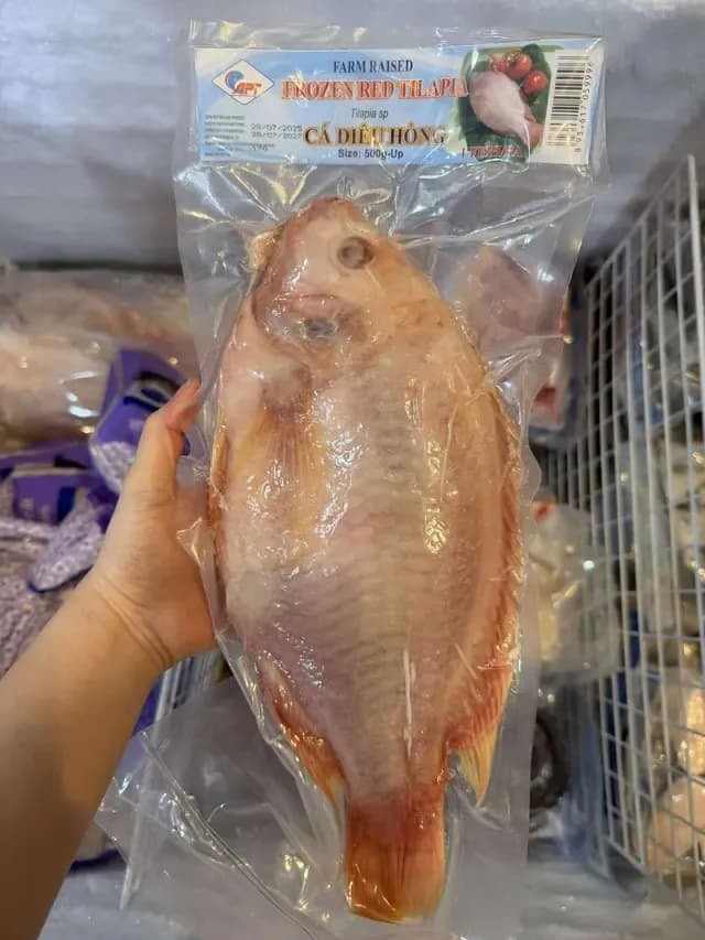 Cá Diêu Hồng Cả Con